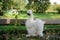 White Chinese Silkie Chicken Walking Outdooes