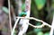 White-chinned Jacamar