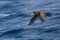 White-chinned Petrel in flight