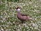 White-chinned Pintail