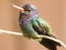 White chinned Sapphire Hummingbird