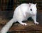 White chipmunk in local small zoo. All animals in the exhibit are white.