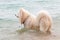 White chow chow bathing in the sea