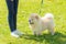 White chow chow dog in the green park