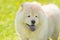 White chow chow dog in the green park