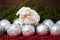 White christmas balls and nice sheep with wooden