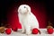 White christmas rabbit on red background