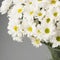 White chrysanthems
