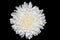 White chrysanthemum