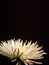 White chrysanthemum bloom isolated on black with copy space