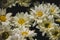 White Chrysanthemum, chrysanthemum, beautiful shape, colorful, easy to plant,