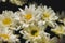 White Chrysanthemum, chrysanthemum, beautiful shape, colorful, easy to plant,