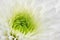 White chrysanthemum close up