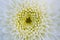 White chrysanthemum close up