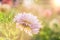 White chrysanthemum close-up