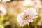 White chrysanthemum close-up