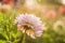 White chrysanthemum close-up