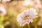 White chrysanthemum close-up