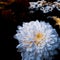 White chrysanthemum closeup photo