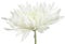 White Chrysanthemum Flower