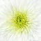 White Chrysanthemum Flower Head Closeup Detail