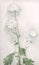 White chrysanthemum flower watercolor drawing