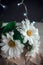 White Chrysanthemum flowers in brown craft paper on a white table. Golden-daisy bouquet on blurred background