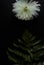White Chrysanthemum flowers and fern