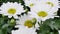 White chrysanthemum flowers grown for sale on March 8