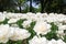 White chrysanthemum flowers in showy flower bed