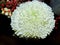 White chrysanthemum. A gift for beloved. Chrysanthemums are the oldest in the world with a history of about 3 thousand years.