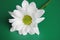 White chrysanthemum on green background. Picturesque flower spray chrysanthemum. Opened chrysanthemum bud