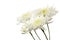 White Chrysanthemum Isolated