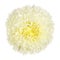 White chrysanthemum, isolated