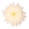 White chrysanthemum isolated