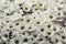 White chrysanthemums background, top view. Floral wallpapers