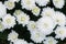 White chrysanthemums flower background, petals chrysanthemums