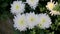 White chrysanthemums flower. Beautiful white flowers growing in the garden.