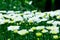 White chrysanthemums flowers on the background of the garden.