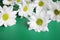 White chrysanthemums on green background. Picturesque flower spray chrysanthemum. Opened chrysanthemum bud