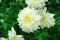 white chrysanthemums grow in a flower garden