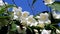 White chubushnik flowers on a blue sky background