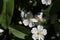 White cinquefoil flowers in the sunny spring garden