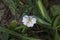 White cinquefoil perennial. Family Rosaceae