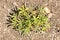 White cinquefoil or Potentilla Alba plant in Zurich in Switzerland