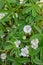 White cinquefoil Potentilla alba, white flowers