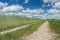 White cirrus clouds on blue daylight sky above rye farm field