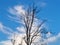 White cirrus running through a bare tree, blue sky background