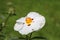 White cistus