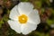 White Cistus Salvifolius, flower commonly called sage-leaved rock-rose, salvia cistus